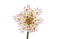 Hogweed flower closeup