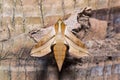 Hogweed hawkmoth