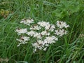 Hogweed with hoverflies