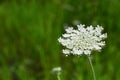 The hogweed a huge plant with flowers