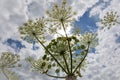 The hogweed a huge plant with large white parasol-like flowers