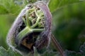 Hogweed Plant, Heracleum sphondylium Flower Bud Opening