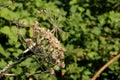 Hogweed Seed Head Royalty Free Stock Photo