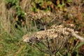 Hogweed Seed Head