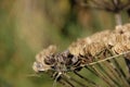 Hogweed Seed Head Royalty Free Stock Photo