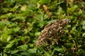 Hogweed Seed Head Royalty Free Stock Photo