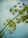 Hogweed and spider under blue sky with clouds Royalty Free Stock Photo