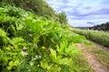 Hogweed thickets along a country road Royalty Free Stock Photo