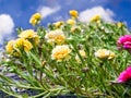 Hogweed yellow flower in blue sky white cloud Royalty Free Stock Photo