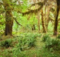 Hoh Rain Forest