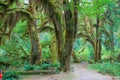 Hoh Rain Forest