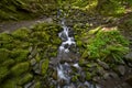 Hoh Rainforest Creek Royalty Free Stock Photo