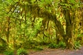 Hoh Rainforest