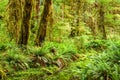 Hoh Rainforest in Olympic National Park, Washington, USA Royalty Free Stock Photo