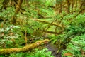 Hoh Rainforest in Olympic National Park, Washington, USA Royalty Free Stock Photo