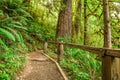 Hoh Rainforest of Olympic National Park, Washington, USA Royalty Free Stock Photo