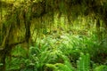 Hoh Rainforest of Olympic National Park, Washington, USA Royalty Free Stock Photo