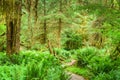 Hoh Rainforest of Olympic National Park, Washington, USA Royalty Free Stock Photo