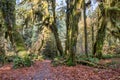 Hoh Rainforest at Olympic national Park, Washington, USA Royalty Free Stock Photo