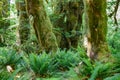 Hoh Rainforest in Olympic national park, Washington, USA. Royalty Free Stock Photo