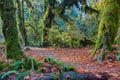 Hoh Rainforest view, Hall of mosses Royalty Free Stock Photo