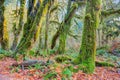 Hoh Rainforest view, Hall of mosses Royalty Free Stock Photo