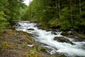 Hoh River Forest Creek