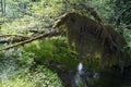 Hoh River Rain Forest, Olympic National Park, Washington State, United States Royalty Free Stock Photo