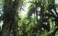 Hoh River Rain Forest, Olympic National Park, Washington State, United States Royalty Free Stock Photo