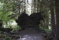 Hoh River Rain Forest, Olympic National Park, Washington State, United States Royalty Free Stock Photo