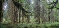 Hoh River Rain Forest, Olympic National Park, Washington State, United States Royalty Free Stock Photo