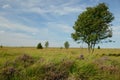 Hohes Venn in Belgium, moor in Europe Royalty Free Stock Photo