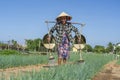 Vietnamese senior woman watering vegetable garden in vegetarian village near Hoi An city, Vietnam