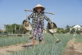 Vietnamese senior woman watering vegetable garden in vegetarian village near Hoi An city, Vietnam