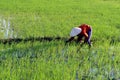 People working in the rice fields of Hoi An, Vietnam. June 2020 Royalty Free Stock Photo