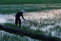 People working in the rice fields of Hoi An, Vietnam. June 2020 Royalty Free Stock Photo