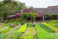 HOI AN, VIETNAM - MARCH 17, 2017: Tra Que village, organic vegetable field, near Hoi An old town, Vietnam.