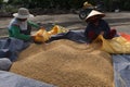 A man and a woman fill sacks of rice during the first rice harvest of 2021 in Hoi An, Vietnam