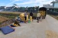 Several men loading sacks of rice onto a truck during the first rice harvest of 2021 in Hoi An, Vietnam Royalty Free Stock Photo