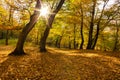 Hoia Baciu forest. Autumn with golden trees. Yellow and Black