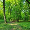 Hoia Baciu forest in cluj Royalty Free Stock Photo