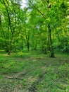 Hoia Baciu forest in Cluj-Napoca Royalty Free Stock Photo