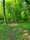 Hoia Baciu forest Royalty Free Stock Photo