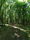 Hoia Baciu forest near Cluj-Napoca Royalty Free Stock Photo