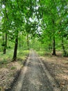 Hoia Baciu forest near Cluj-Napoca Royalty Free Stock Photo