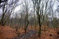 Hoia Baciu Forest. The World Most Haunted Forest