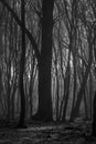 Hoia Baciu Forest - World Most Haunted Forest with a reputation for many intense paranormal activity and unexplained events.