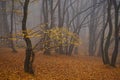 Hoia forest in autumn colors Royalty Free Stock Photo