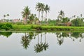 Hoian coconut tree 1