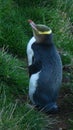 Hoiho Yellow-eyed Penguin